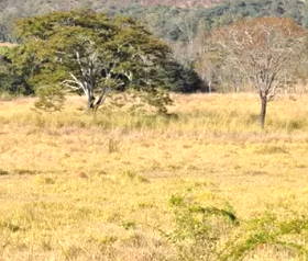 Savana Arborizada do Cerrado
