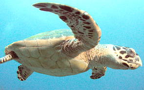 Tartaruga-de-pente nas águas do mar