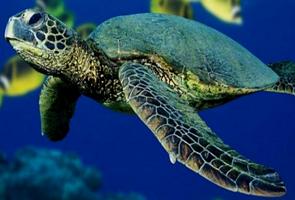 Imagem de uma tartaruga-marinha nas ágjuas do mar