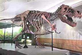 Esqueleto de um Tiranossauro Rex