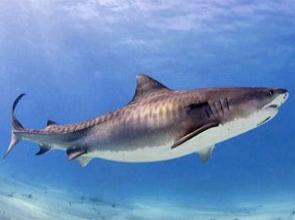 Foto de um tubarão-tigre nas águas do oceano