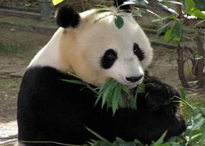 Urso panda se alimentando