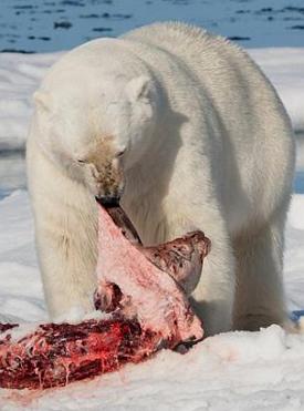 Urso-polar se alimentando de carne