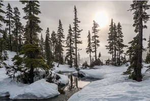Foto da floresta de coníferas no Canadá