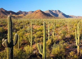Foto mostrando a vegeta&ccedil;&atilde;o do deserto de Sonora