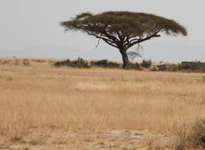 Vegetação da savana africana