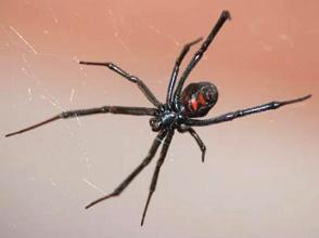 Aranha viúva negra numa teia