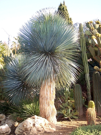 Yuca rostrata